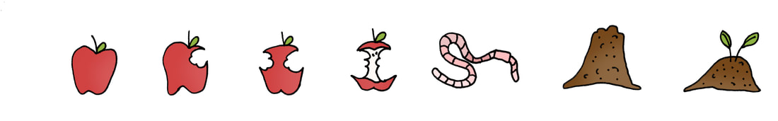 illustration of various stages of an apple