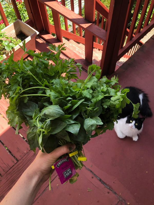Bouquet of parsley, cilantro and basil with cat look up at it
