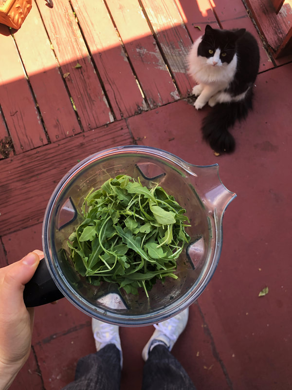 leafy greens in blender with cat looking up