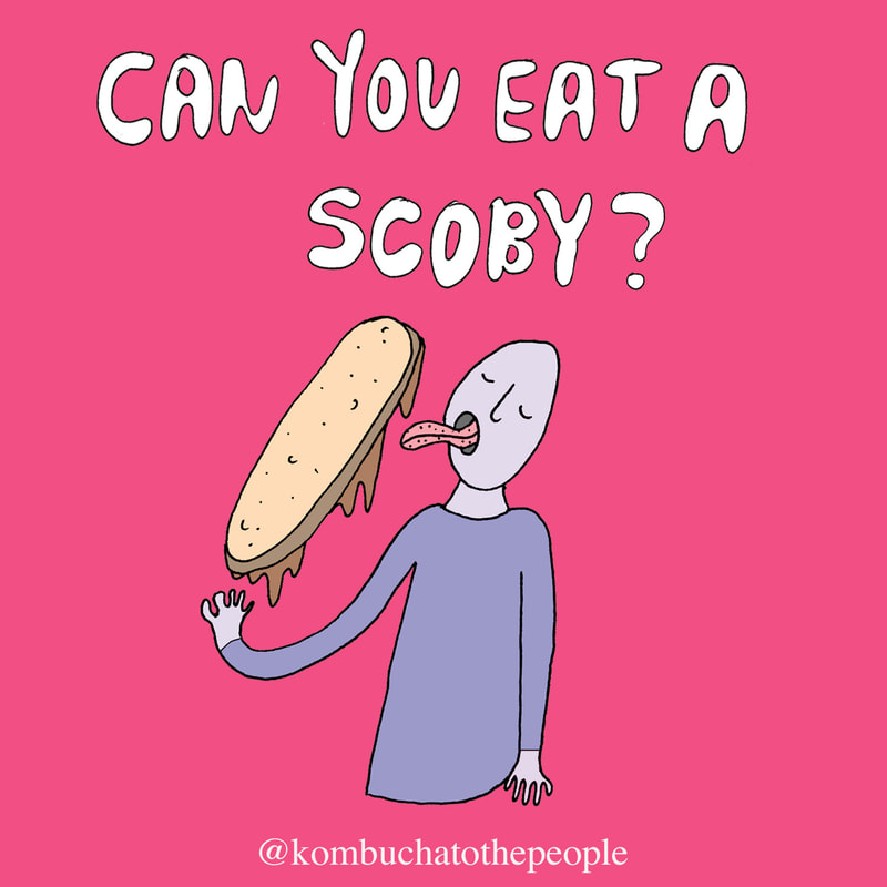 illustration of person with long tongue licking a SCOBY and words 
